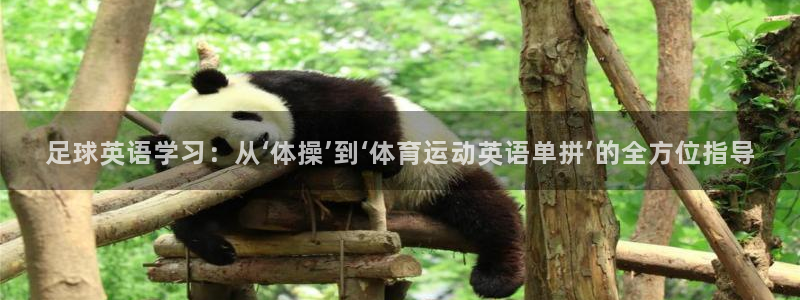 成都金熊猫体育