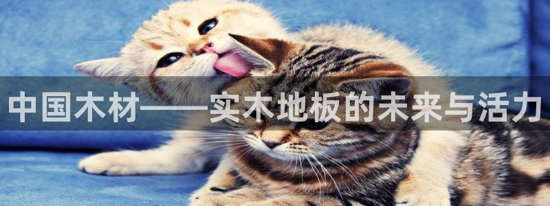 成都金熊猫体育